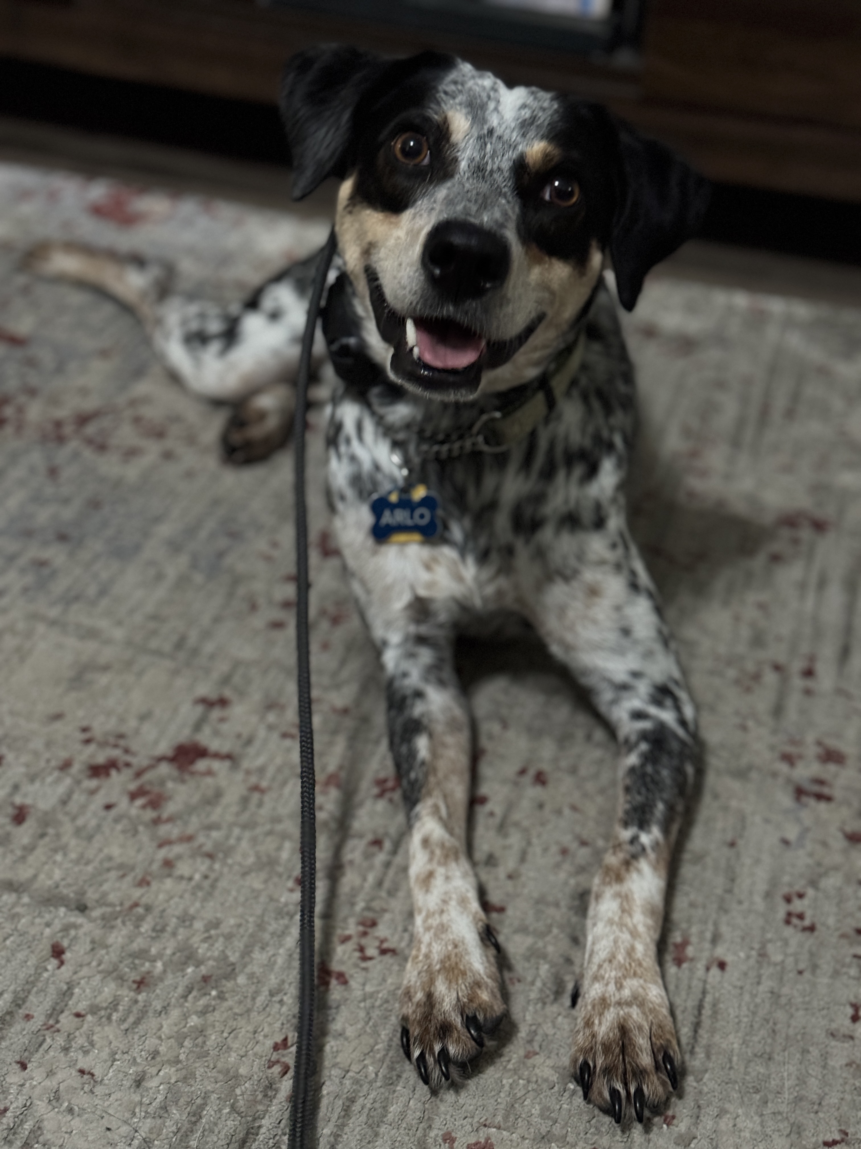 Dog training