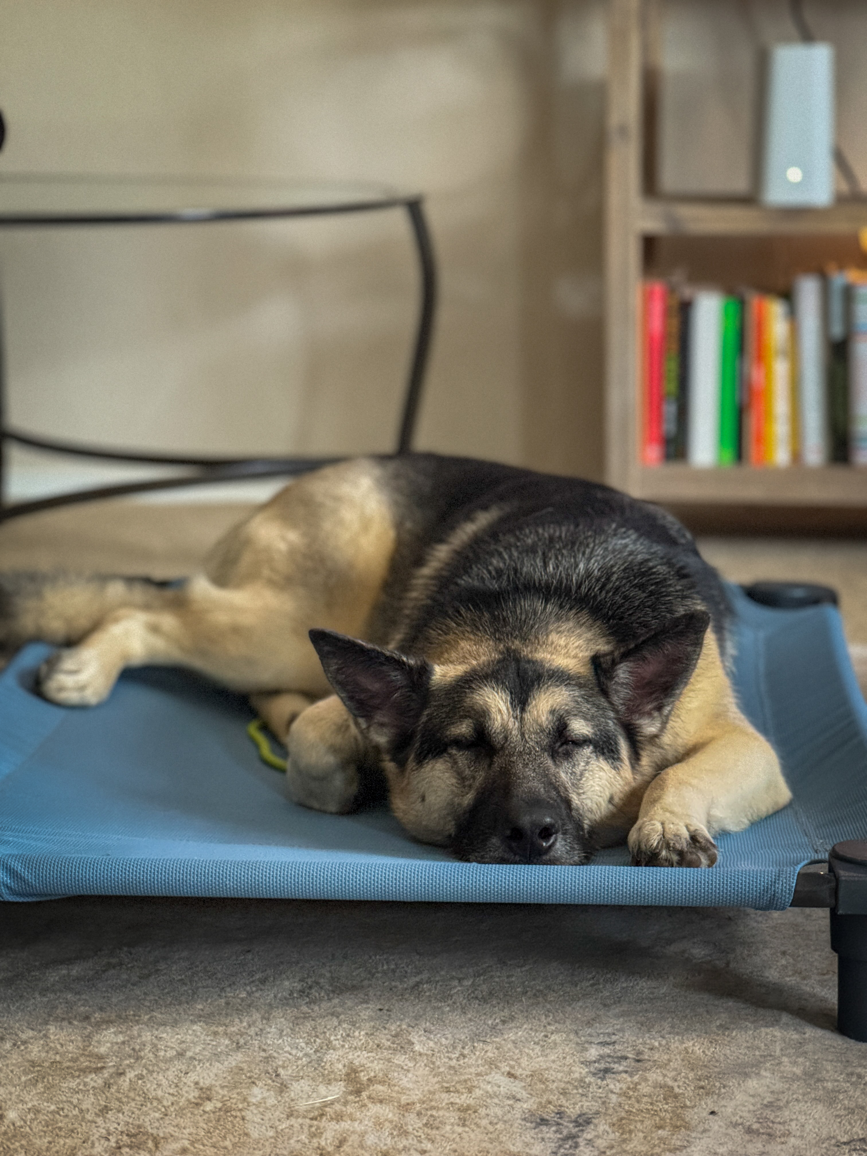 Dog training