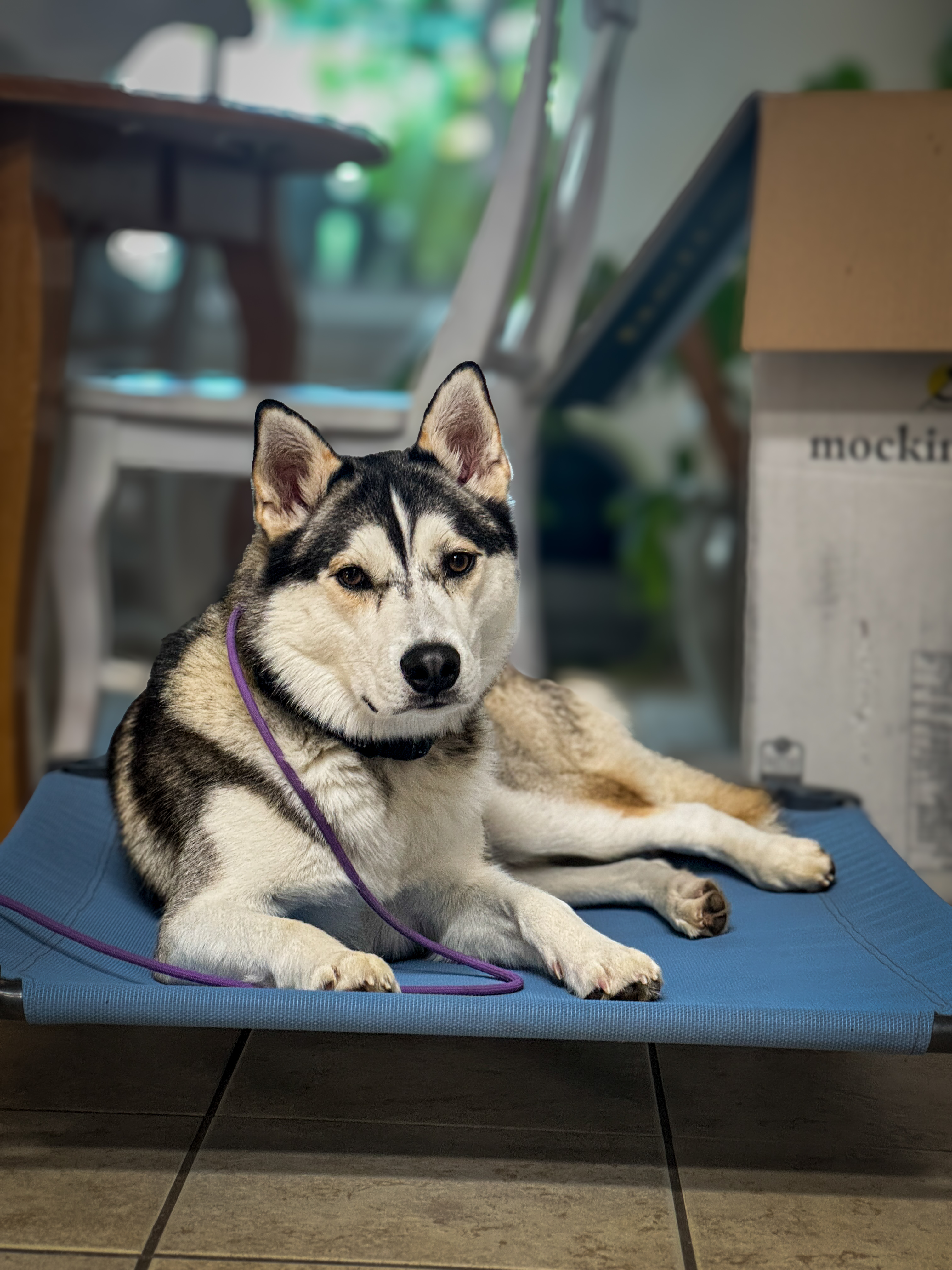 Dog training