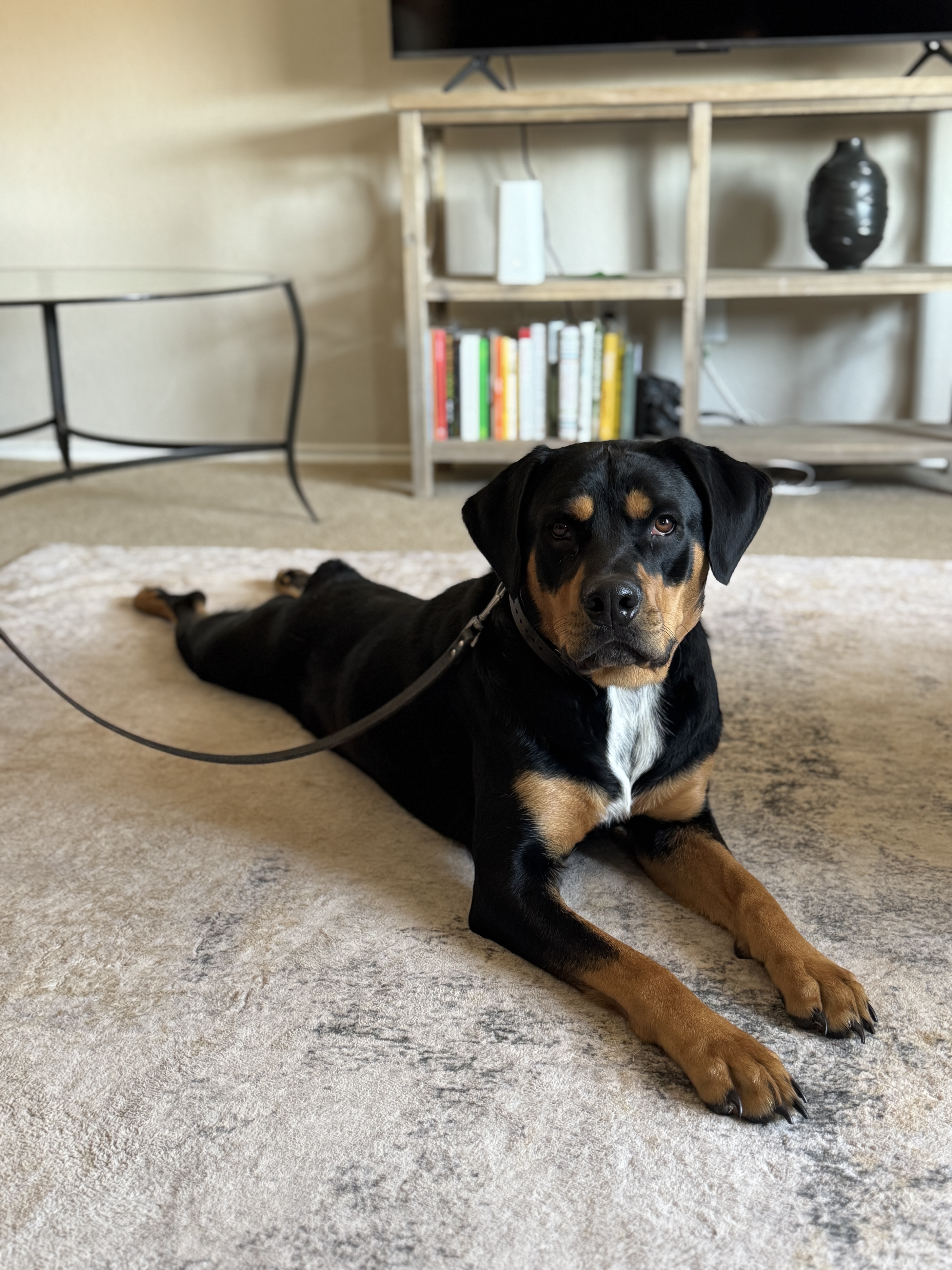 Dog training