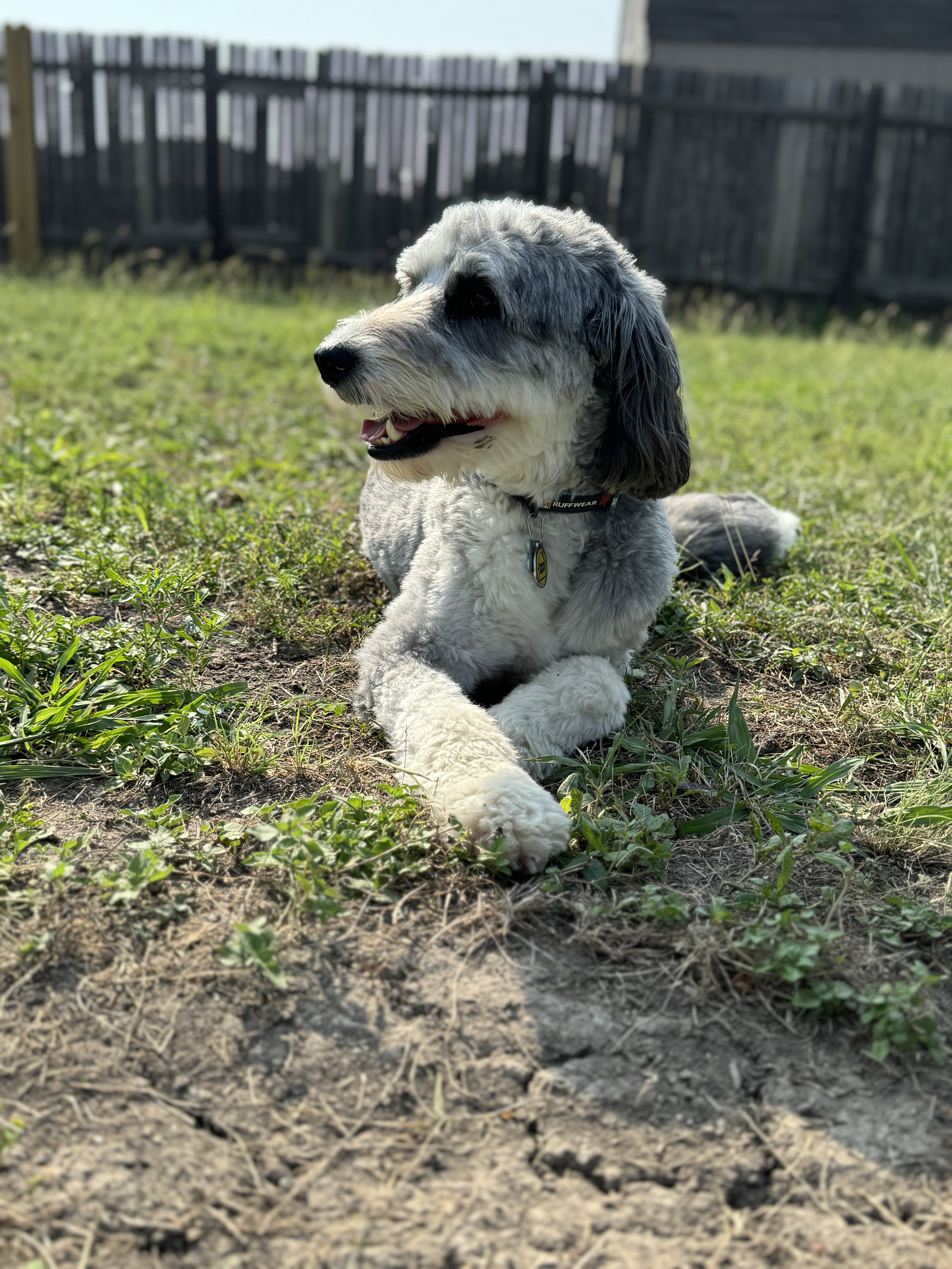 Dog training
