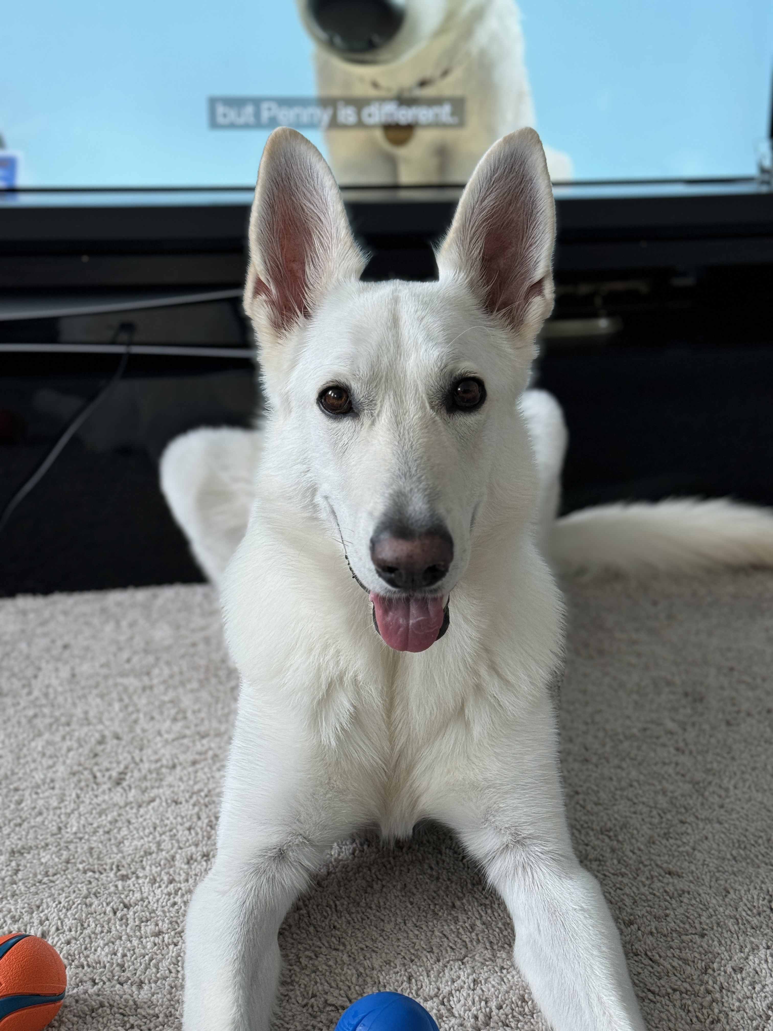 Dog training