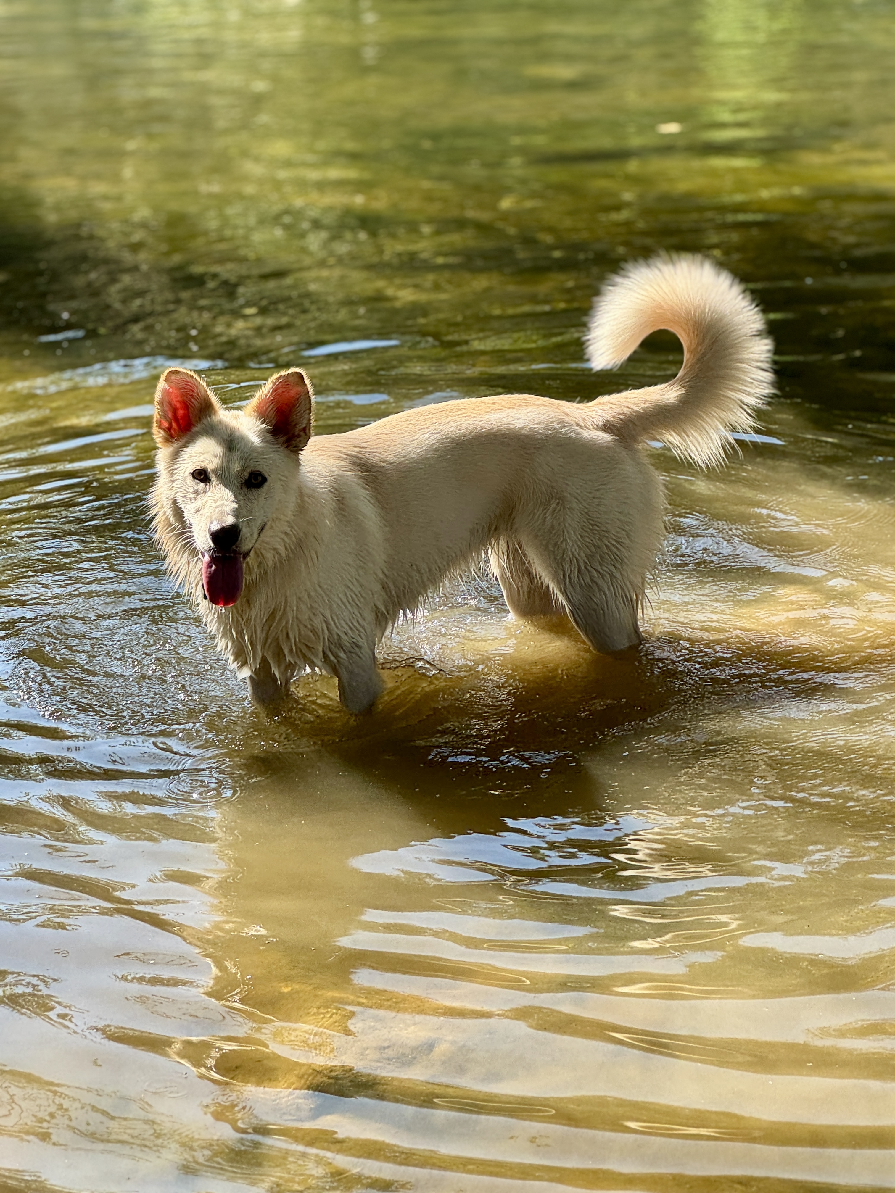 Dog training