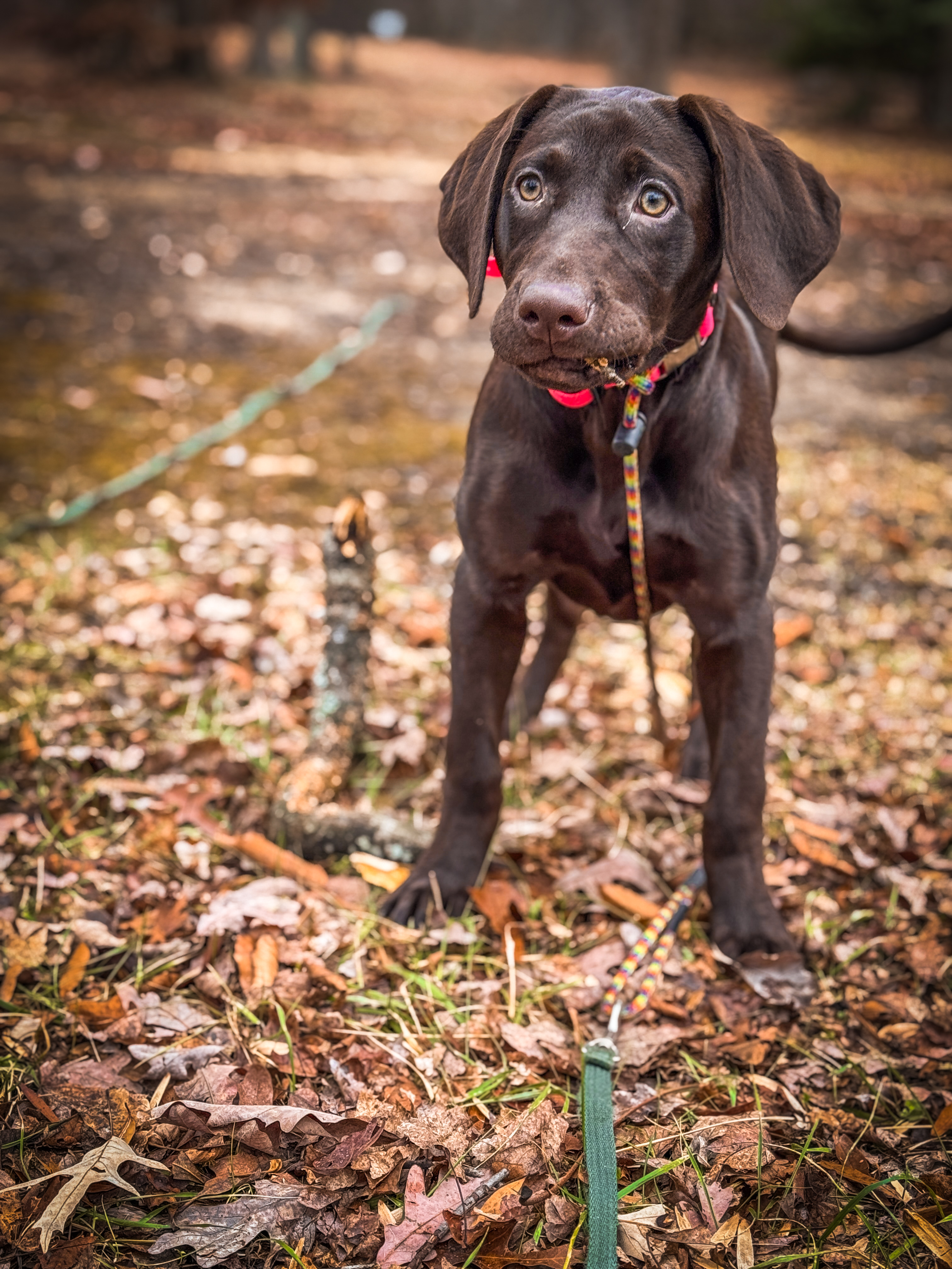 Dog training