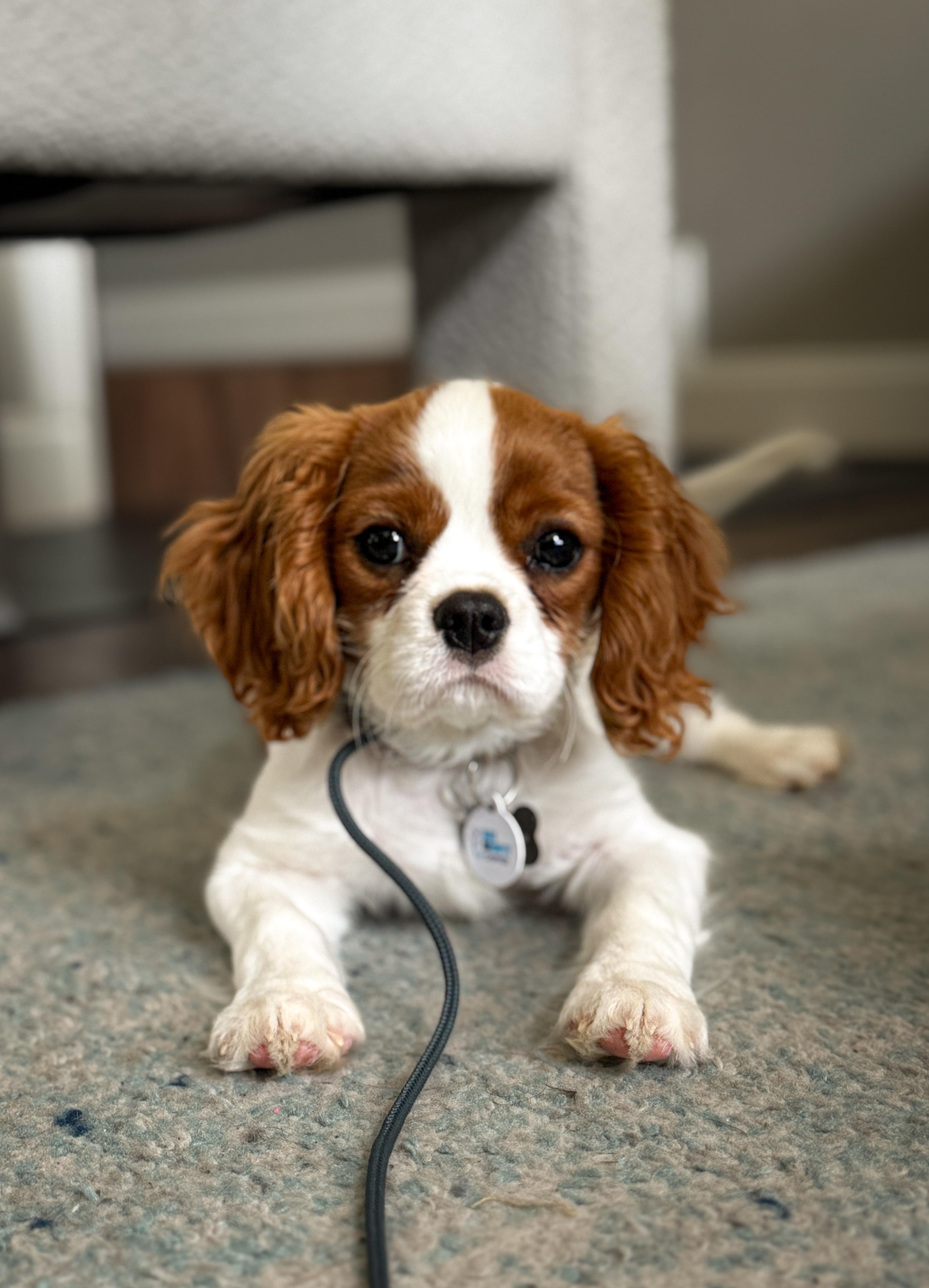 Dog training